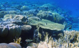 Coral Reef full of biodiversity