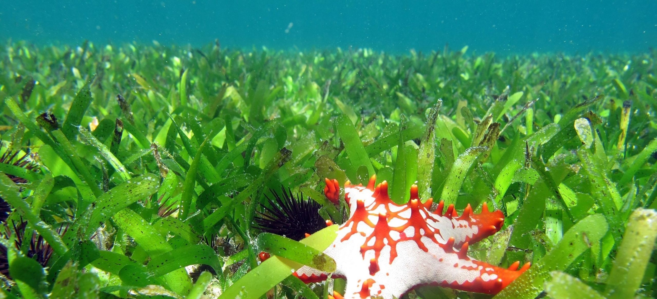 DAM News: Seagrass meadows at the limit