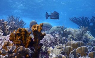 Healthy coral reef in the Caribbean