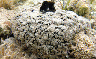 Sea sponge Tectitethya crypta