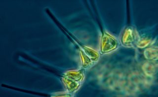 Phytoplankton