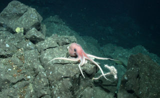 oktopus-am-mittelatlantischen-rücken