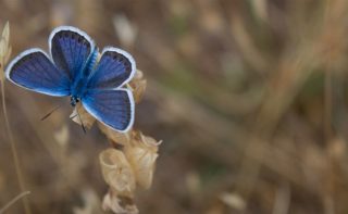 Schmetterling