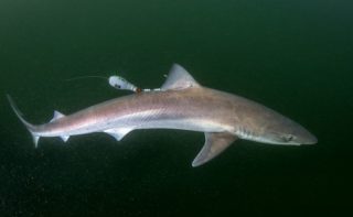 Ein Hundshai (Galeorhinus galeus) schwimmt davon, nachdem er mit einem Satellitensender bestückt und wieder in die Nordsee entlassen wurde.