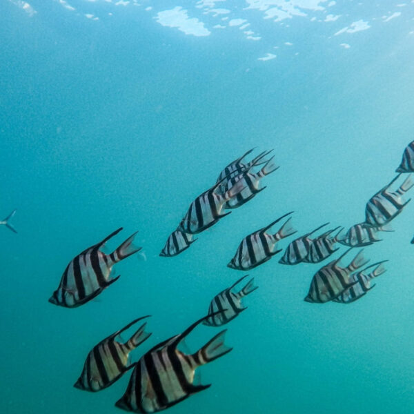 Fischschwarm unter der sonnenbeschienenen Oberfläche