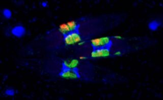 Eine Gruppe von Kieselalgen mit ihren fluoreszierend-markierten Symbionten
