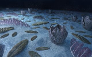 Die Ediacara-Fauna sorgte vor 560 Millionen Jahren für eine verbesserte Sauerstoff- und Nährstoffzufuhr in den Meeren.