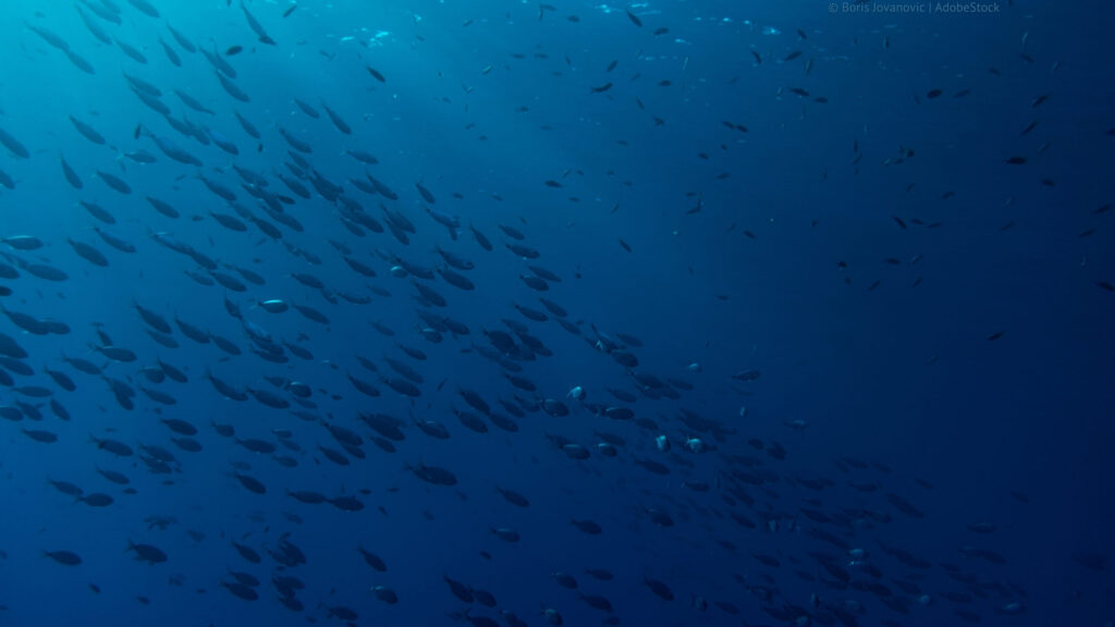 Fischschwarm in dunkelblauem Gewässer