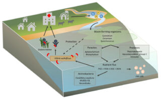 Overview of the suggested pathway through which eutrophication promotes V. vulnificus proliferation.
