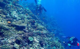 Taucher fotografieren die markierten Testareale zur digitalen Rekonstruktion und Analyse der Korallengemeinschaften
