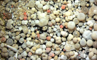 Microfossils such as these foraminifera provide clues as to how biodiversity has changed in the past