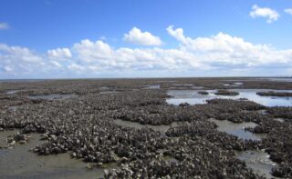 Klimawandel in der Nordsee: Austernriffe als Küstenschutz?