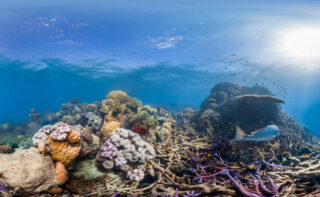 Das Great Barrier Reef ist das größte lebende Korallenriffsystem der Erde. Forschende der Christian-Albrechts-Universität zu Kiel haben nun erstmals zuverlässig das Temperaturfenster bestimmt, das dazu geführt hat, dass dieses wertvolle Ökosystem wachsen konnte.